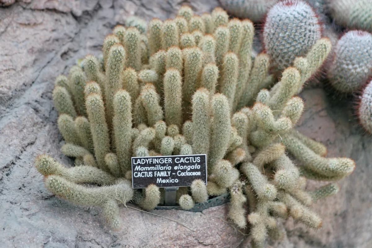 Cactus dedal (Mammillaria) — foto real