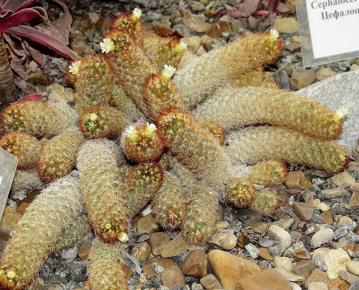 Cactus dedal (Mammillaria) — foto real