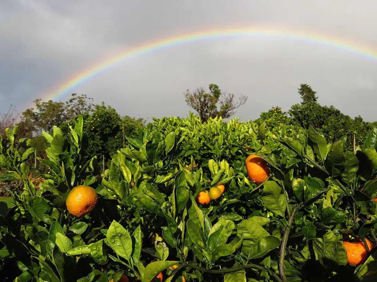 Mandarino Satsuma — foto real