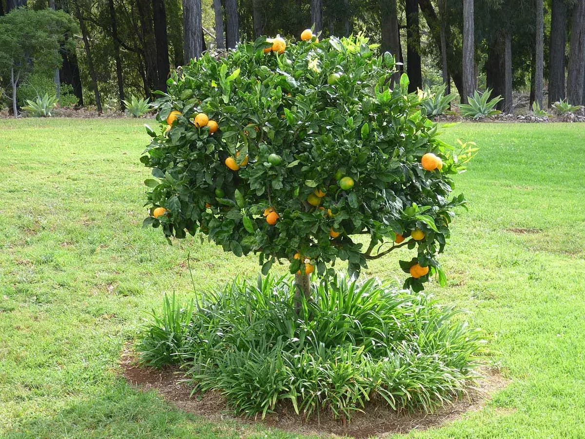Mandarino Satsuma — foto real