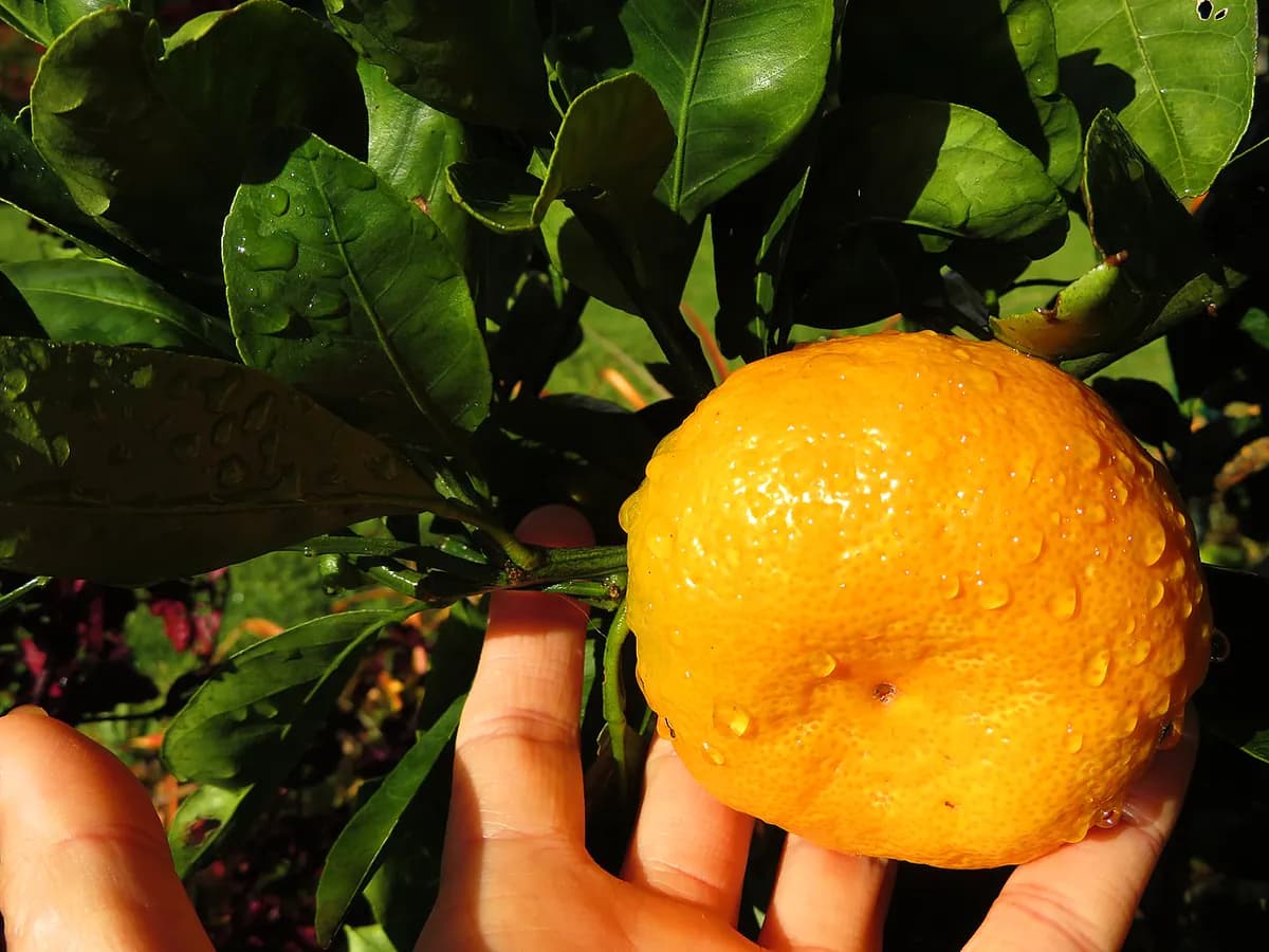 Mandarino Satsuma — foto real