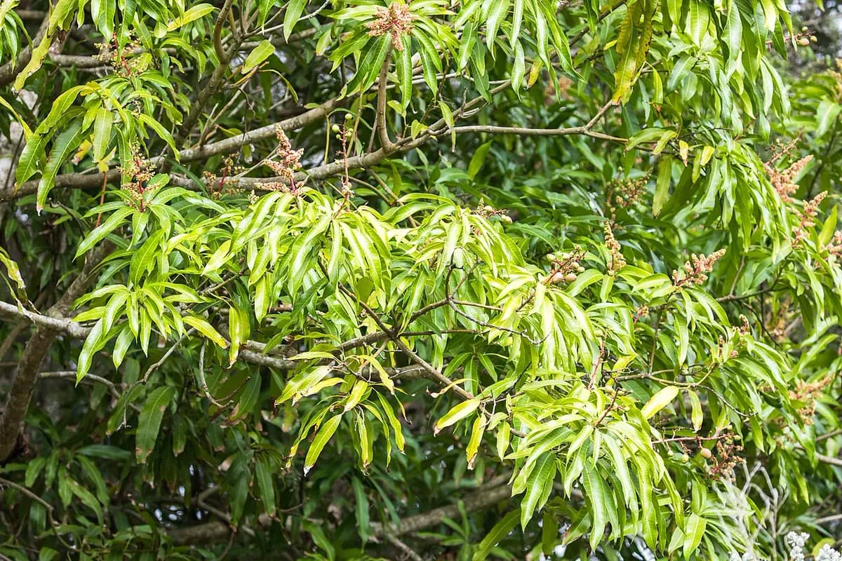 Mango Osteen — foto real