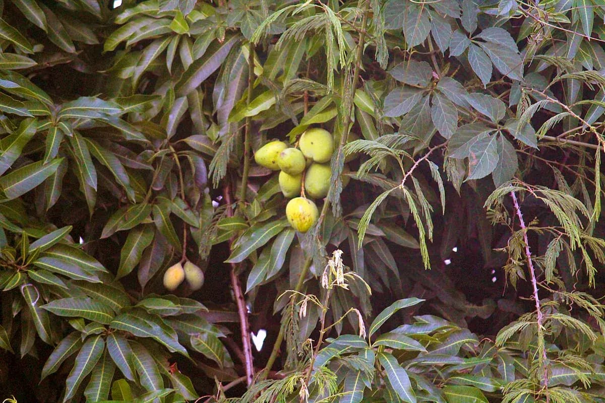 Mango Osteen — foto real