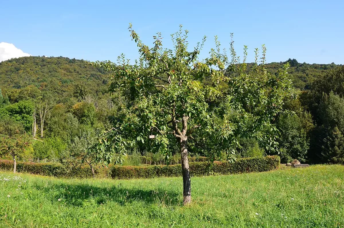 Manzano Reineta del Bierzo — foto real