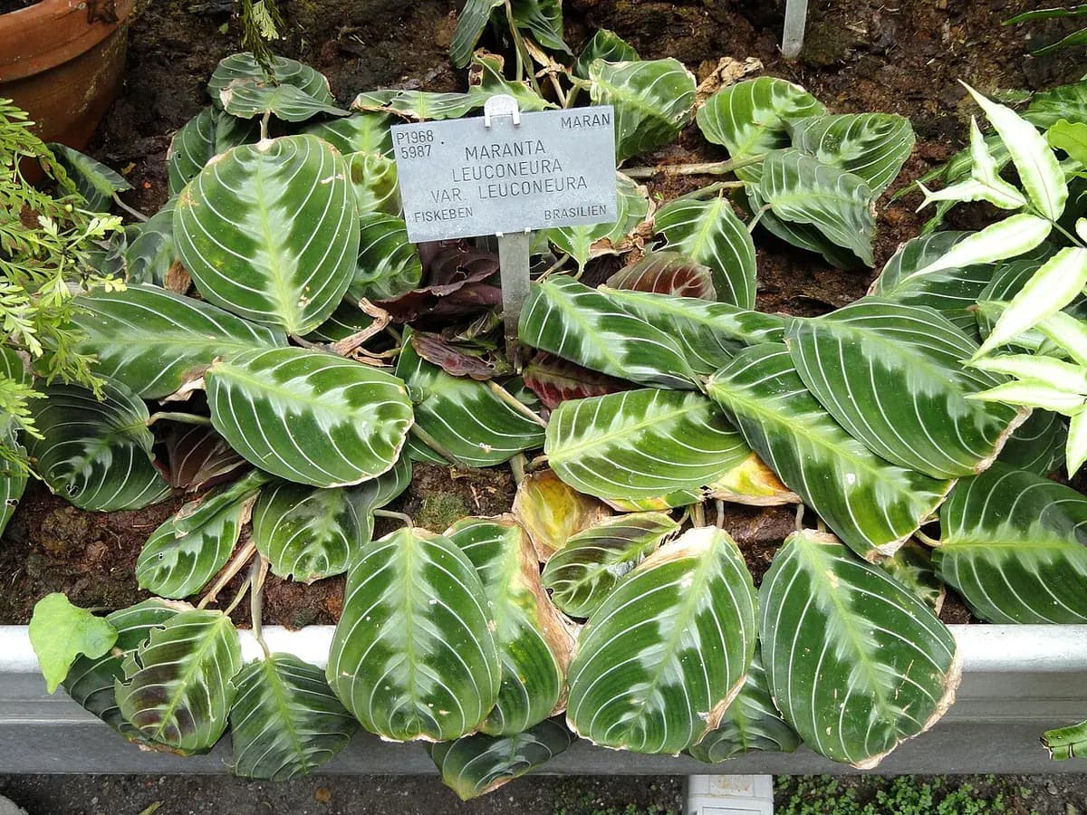 Maranta (planta de la oración) — foto real
