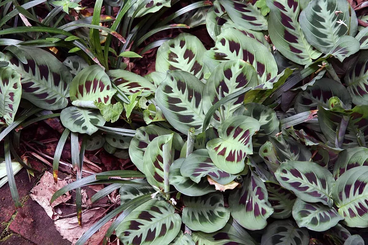 Maranta (planta de la oración) — foto real