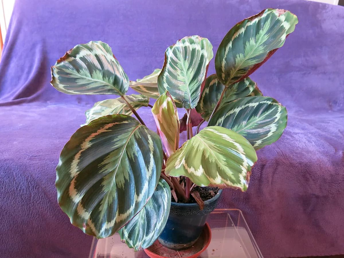 Maranta (planta de la oración) — foto real