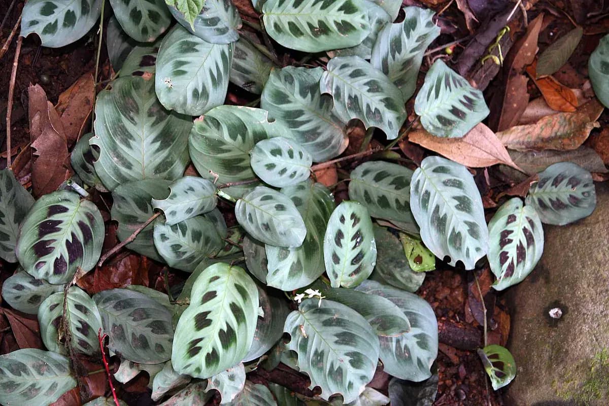 Maranta (planta de la oración) — foto real