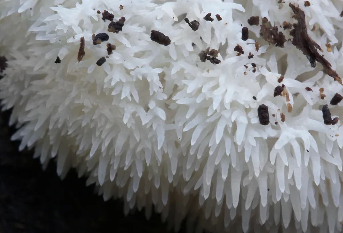 Melena de león (hericium) — foto real