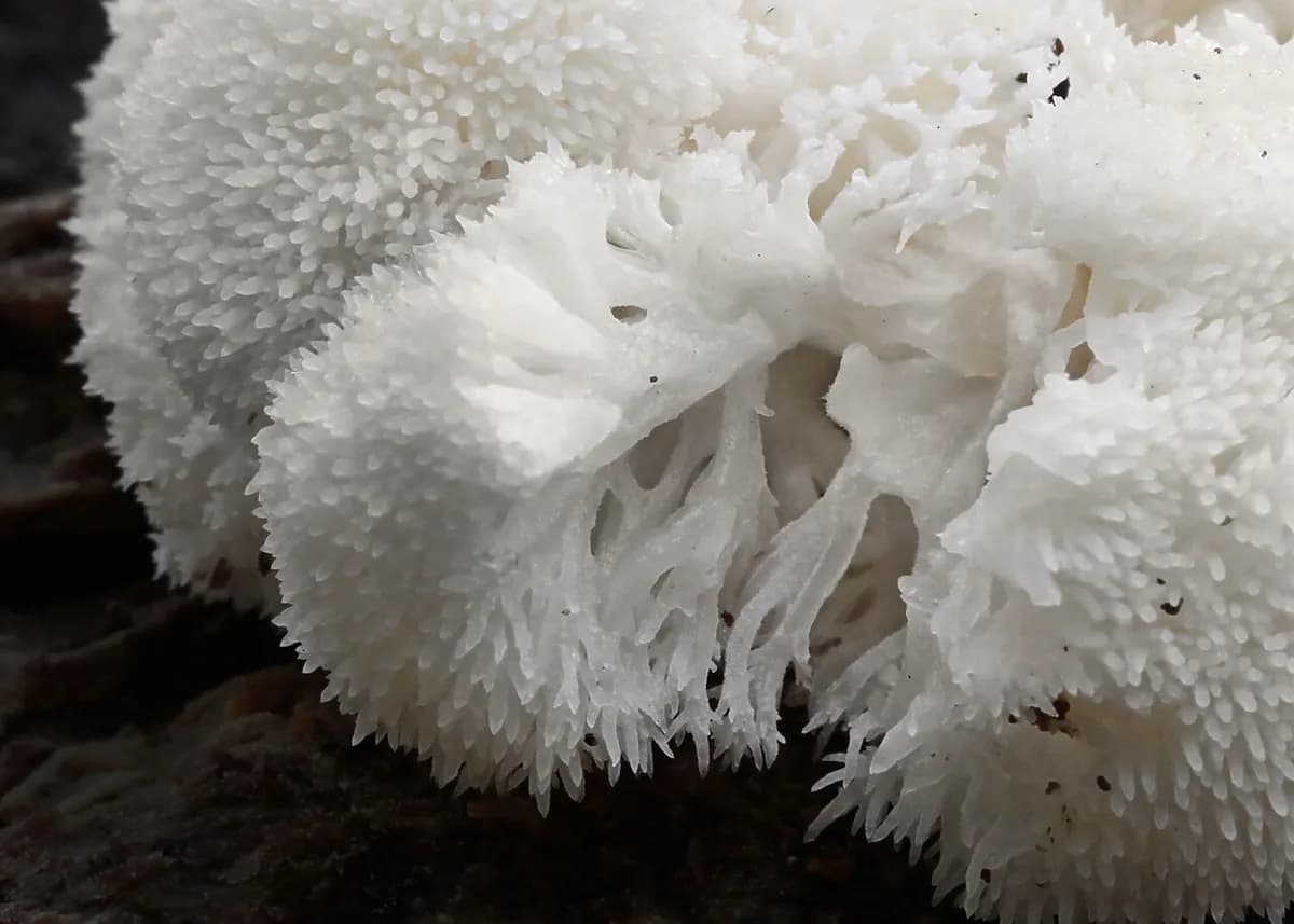 Melena de león (hericium) — foto real