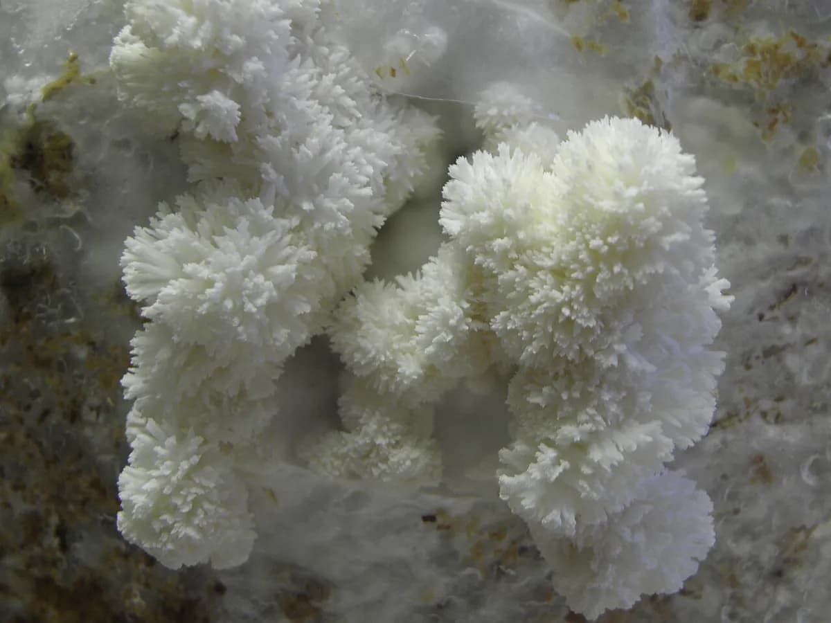 Melena de león (hericium) — foto real