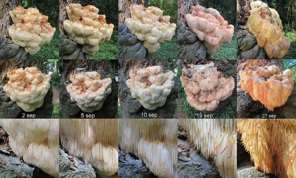 Melena de león (hericium) — foto real
