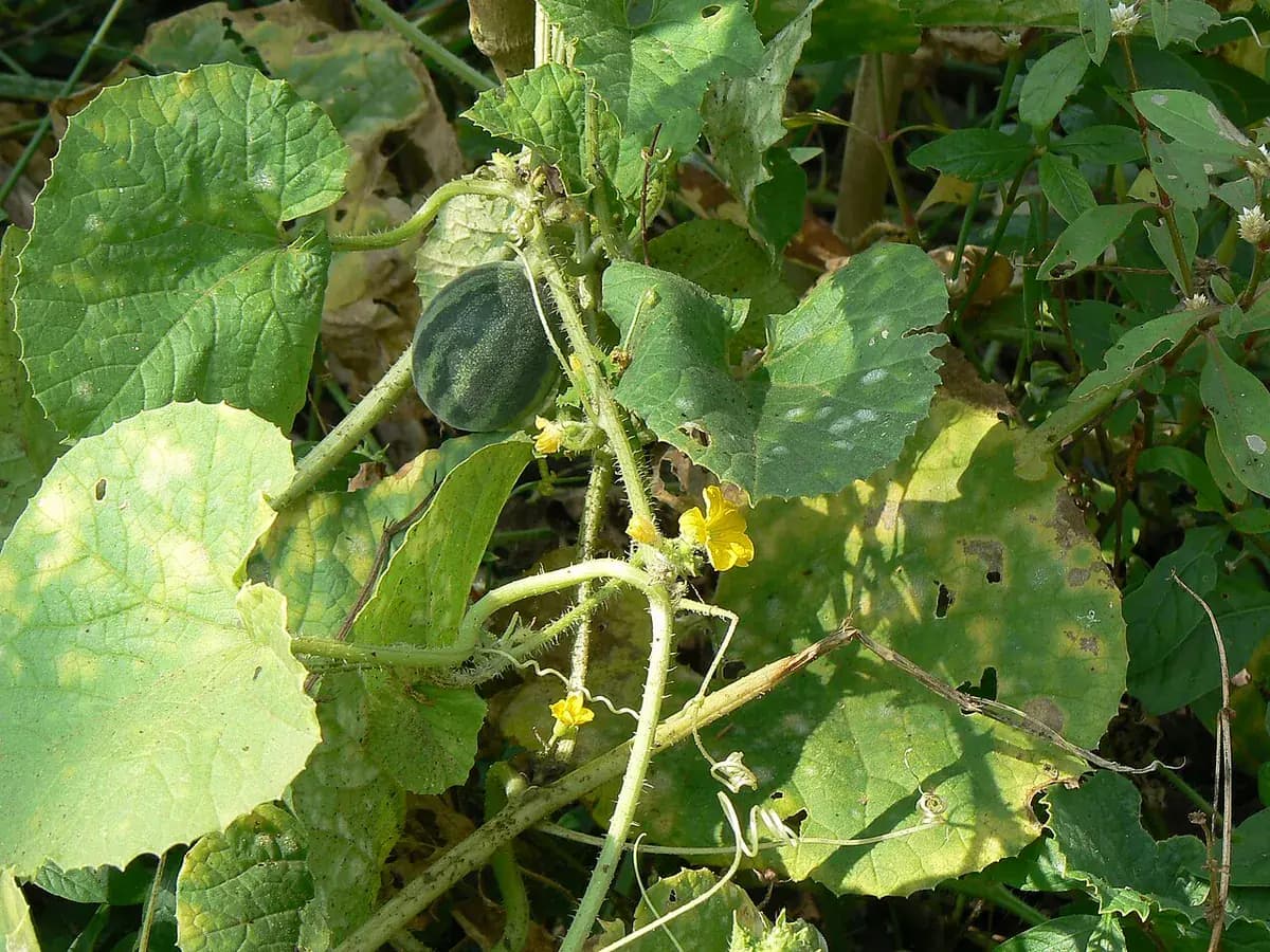 Melón Cantalupo Charentais — foto real