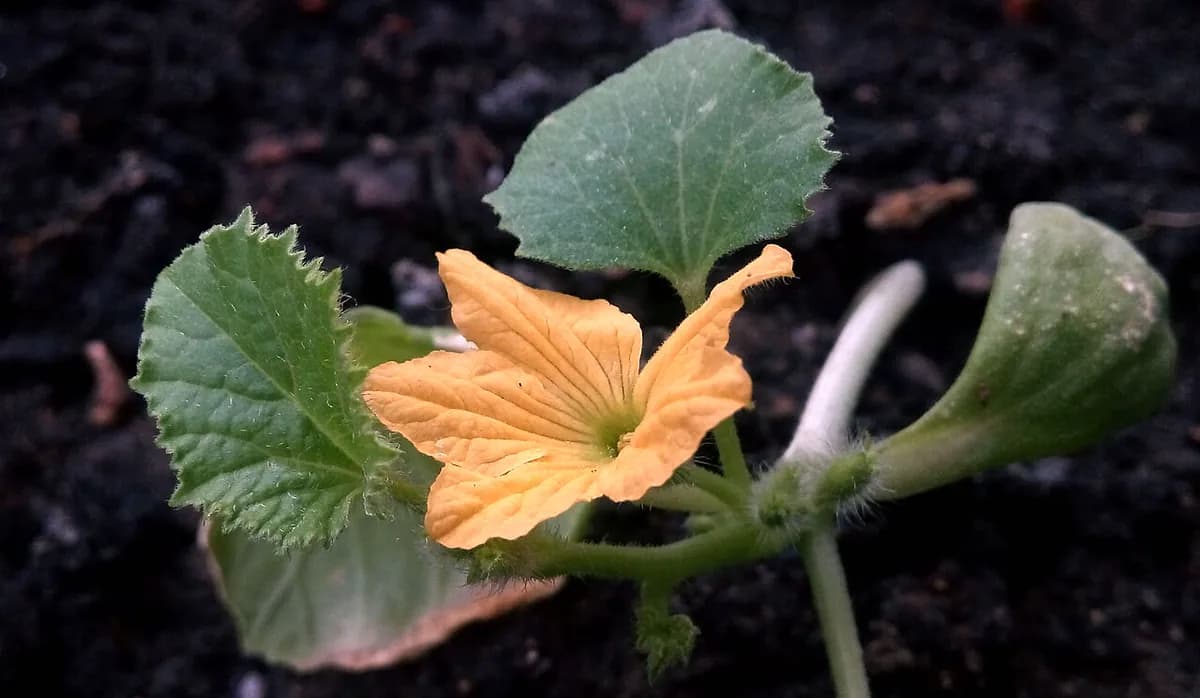 Melón Piel de Sapo — foto real