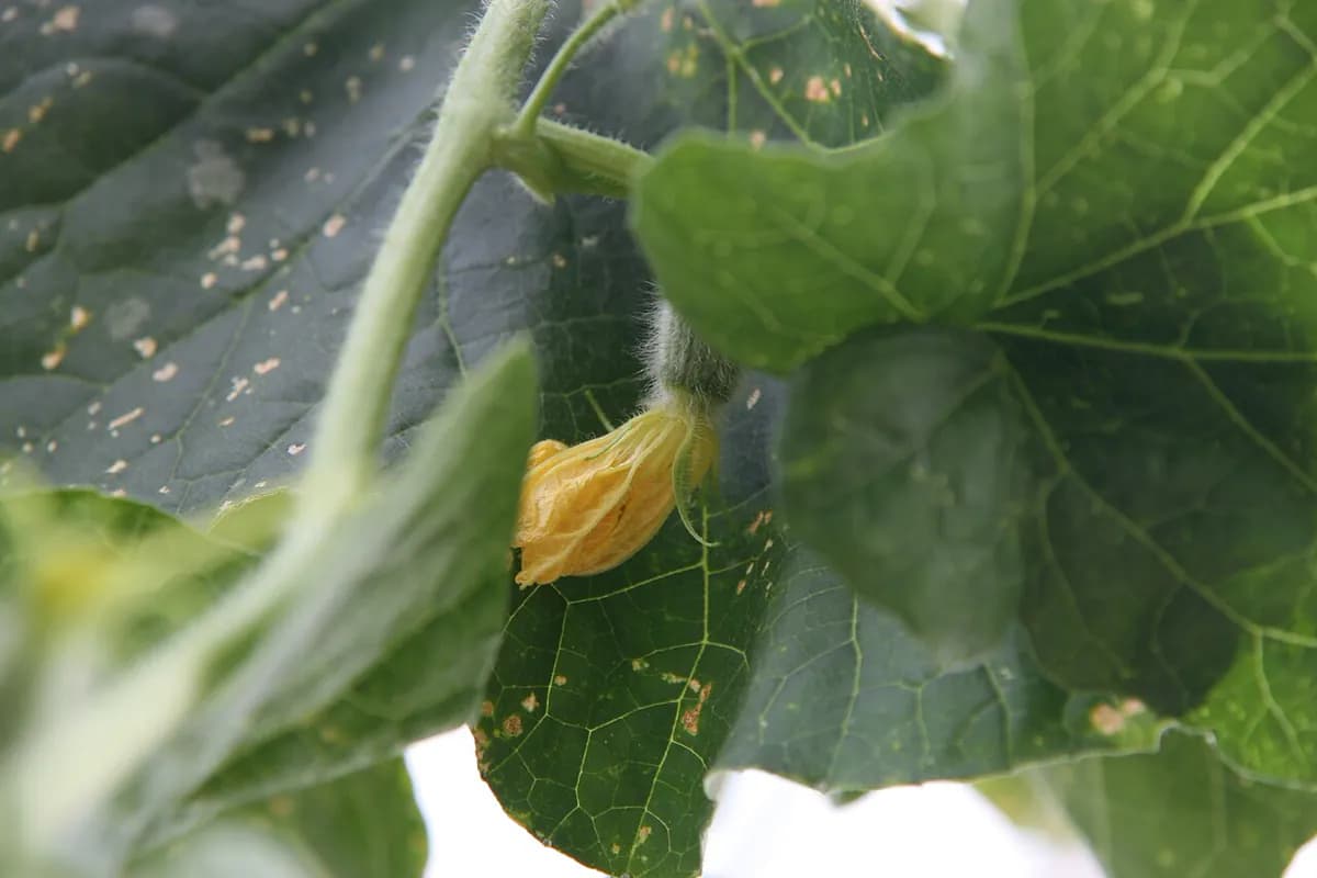 Melón Piel de Sapo — foto real