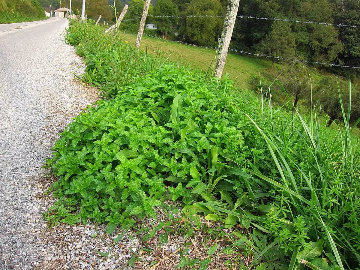 Menta marroquí — foto real