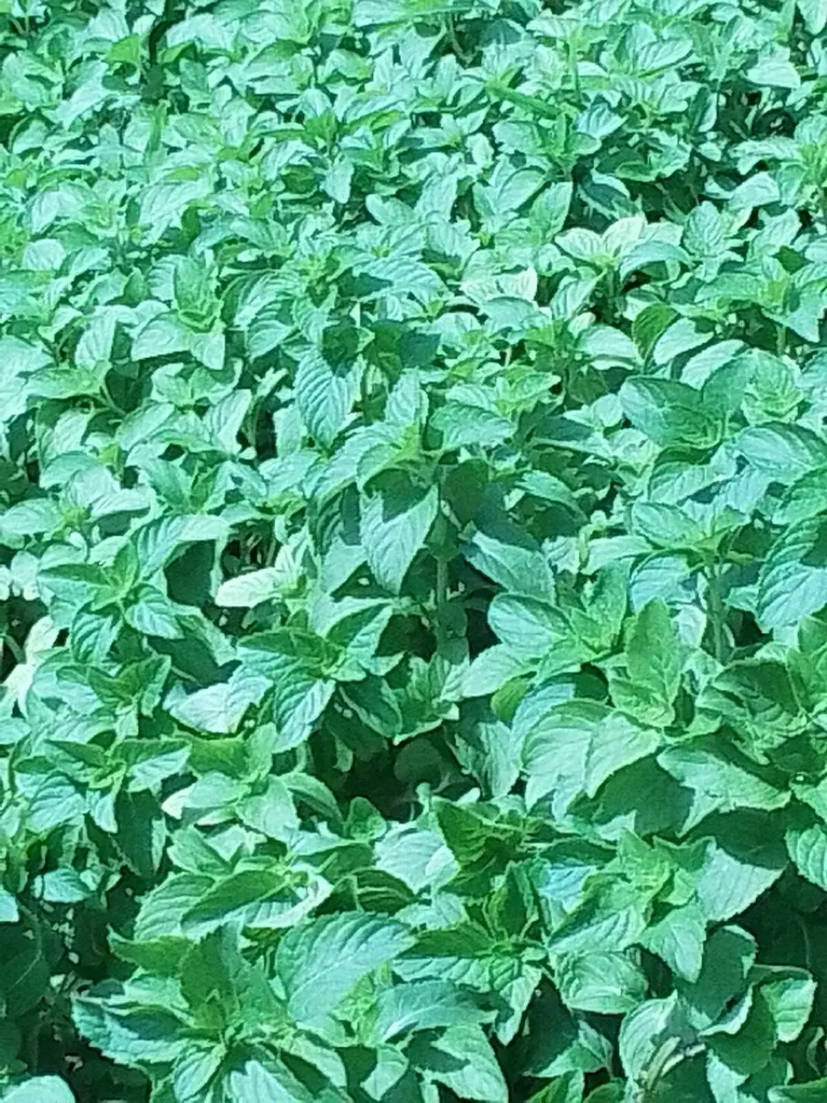 Menta piperita — foto real