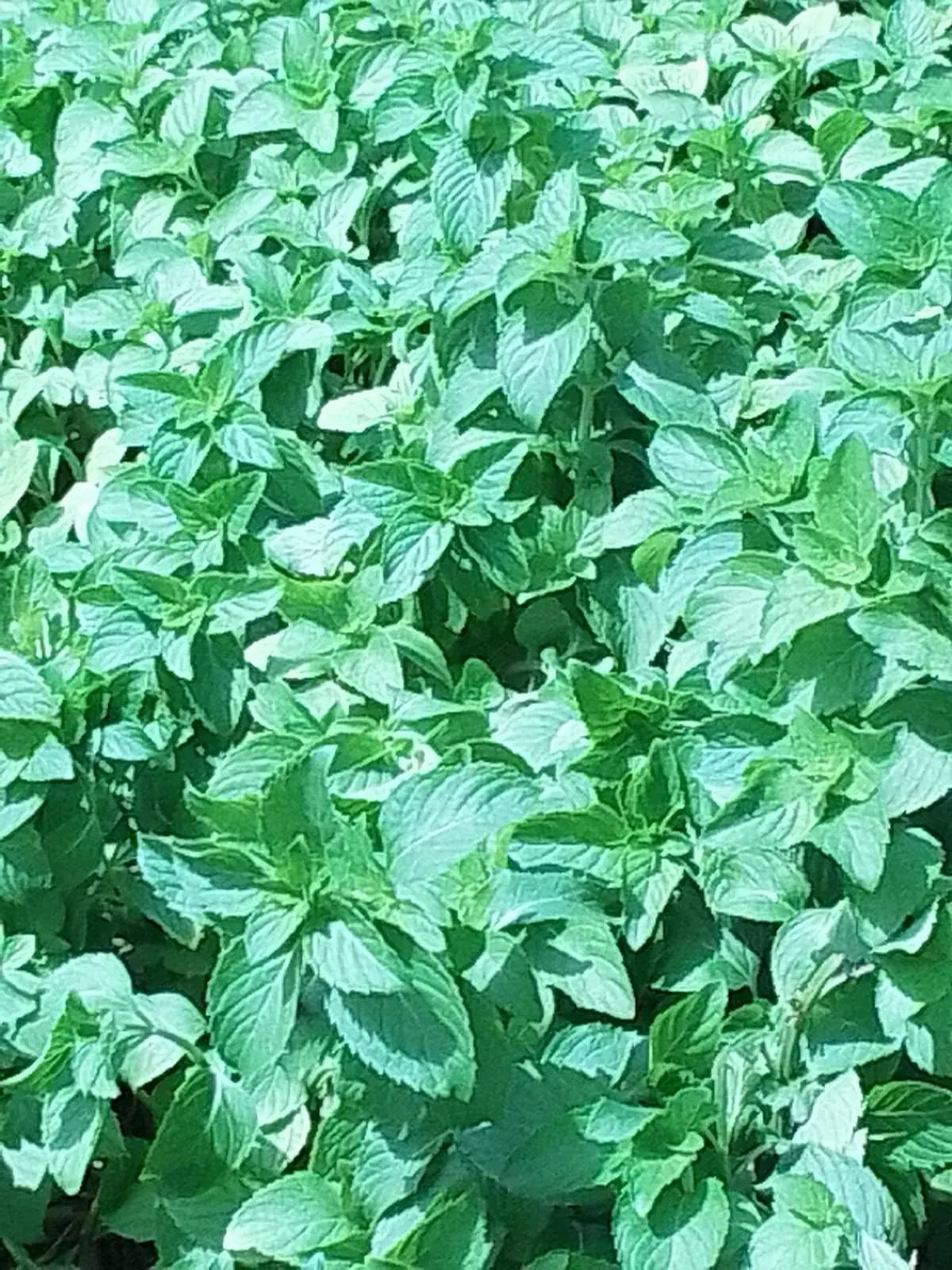 Menta piperita — foto real