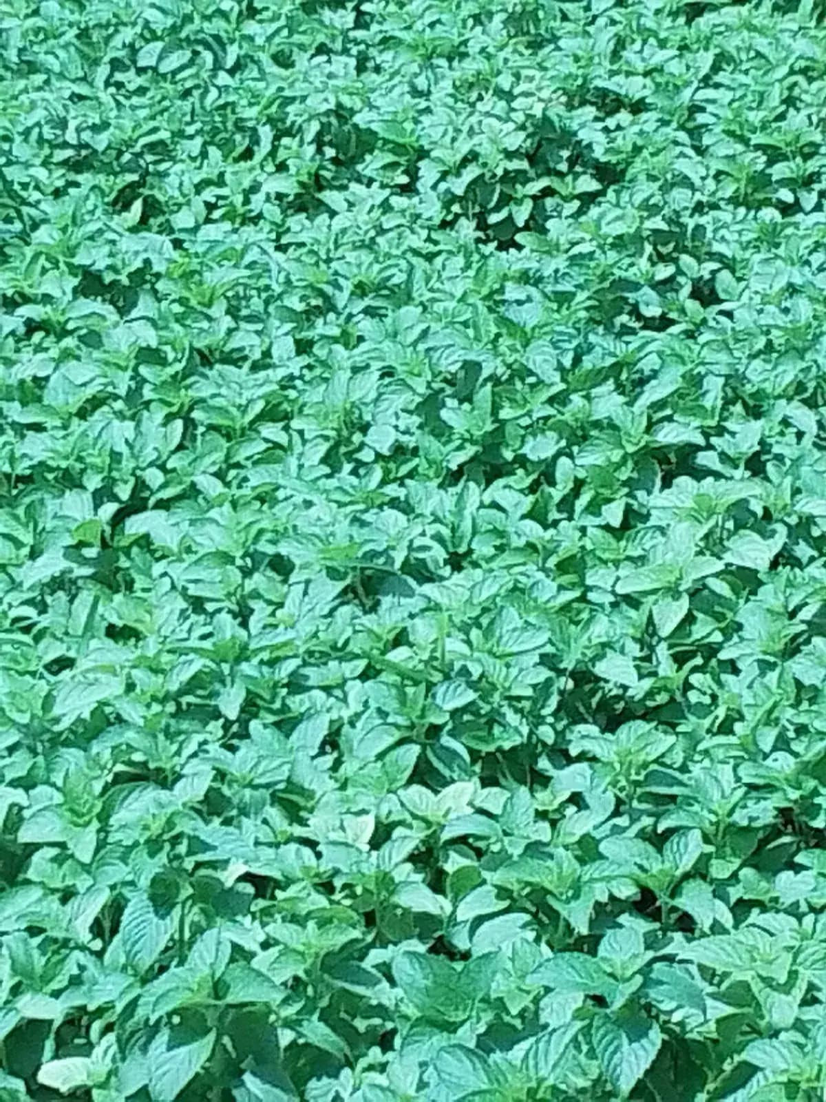 Menta piperita — foto real