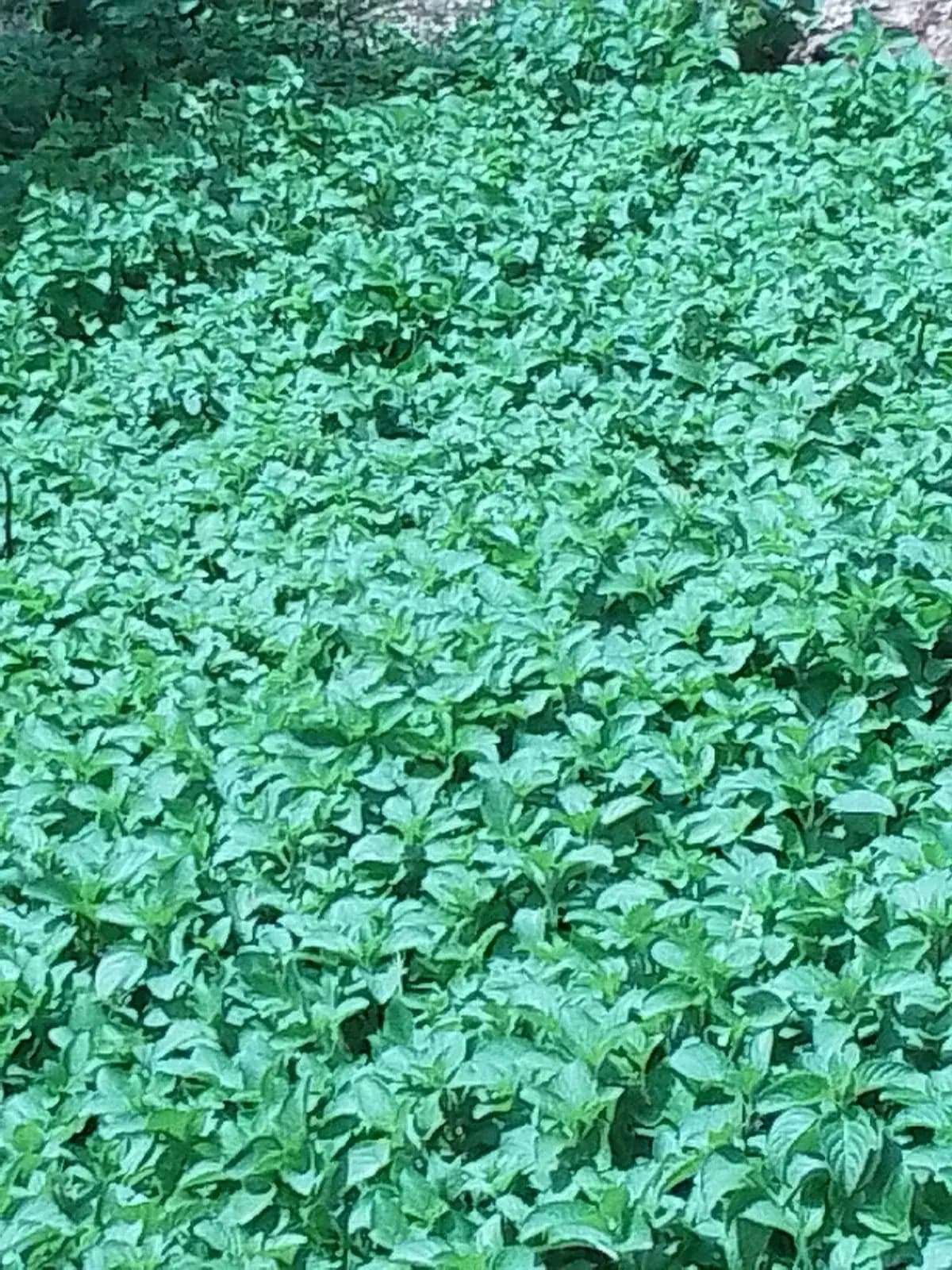 Menta piperita — foto real