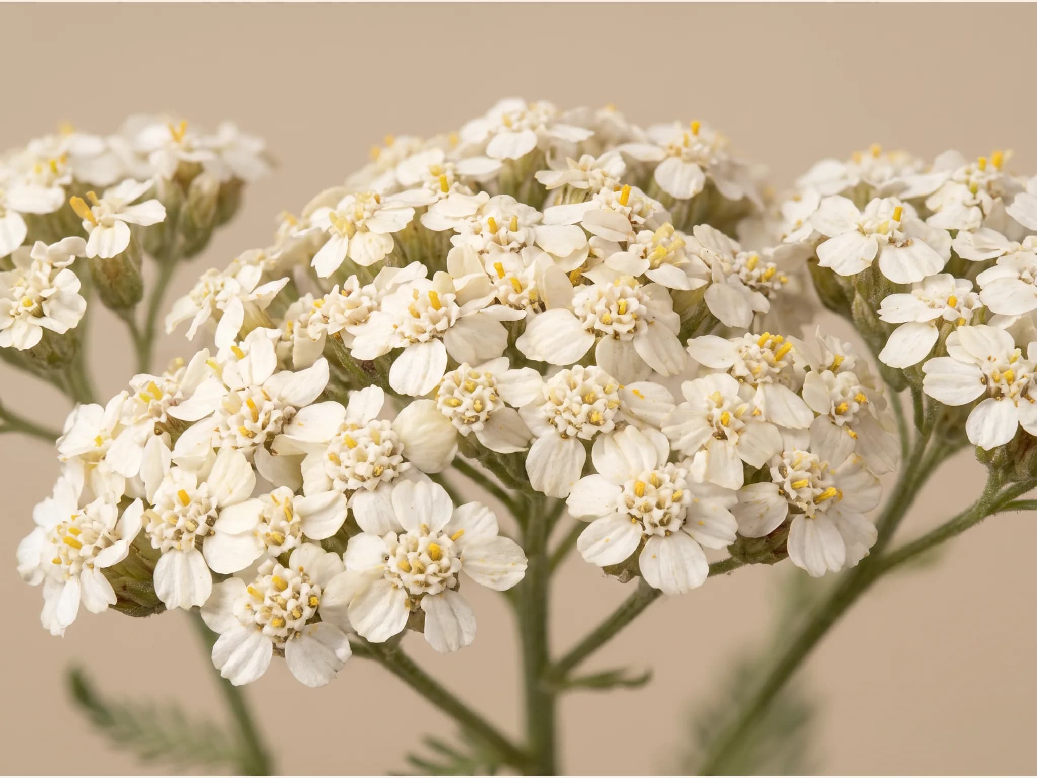 Milenrama — flor (IA)