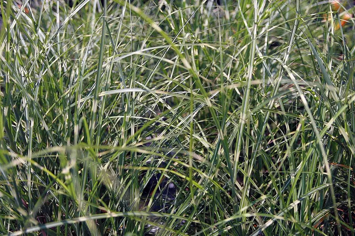 Miscantus — foto real