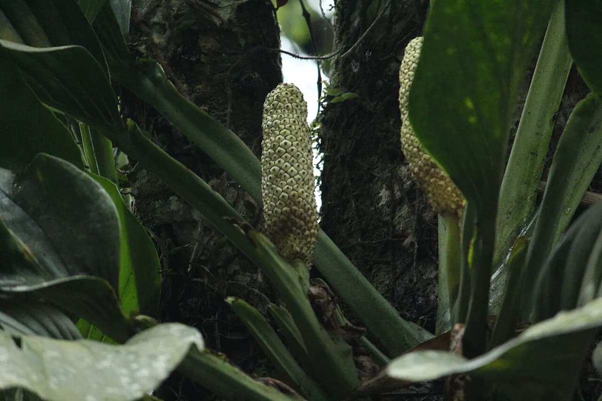 Monstera adansonii — foto real