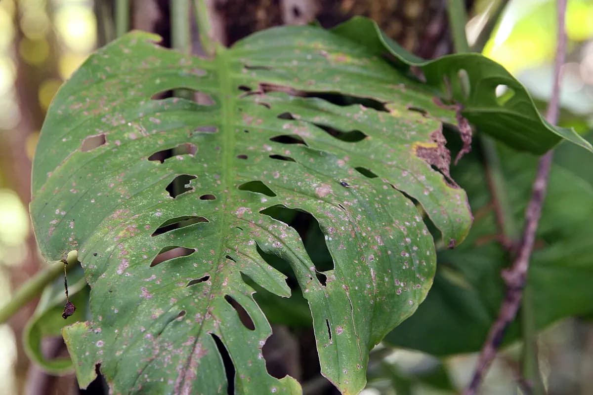 Monstera adansonii — foto real