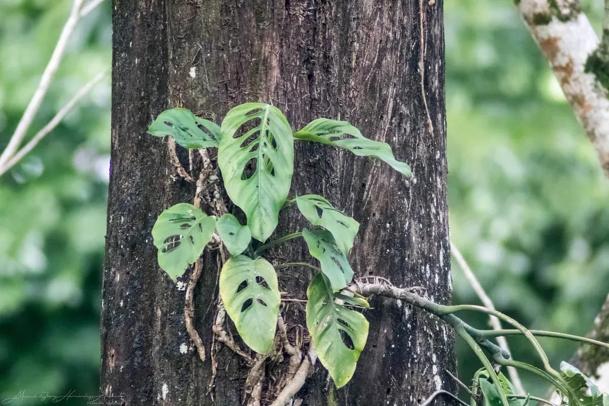Monstera adansonii — foto real