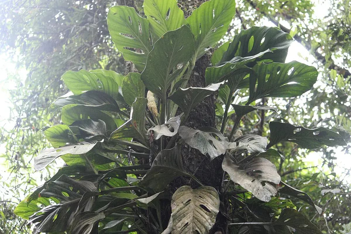 Monstera adansonii — foto real