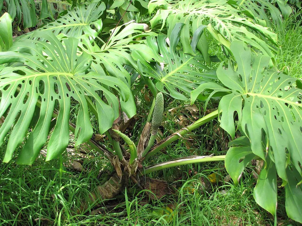 Monstera deliciosa — foto real