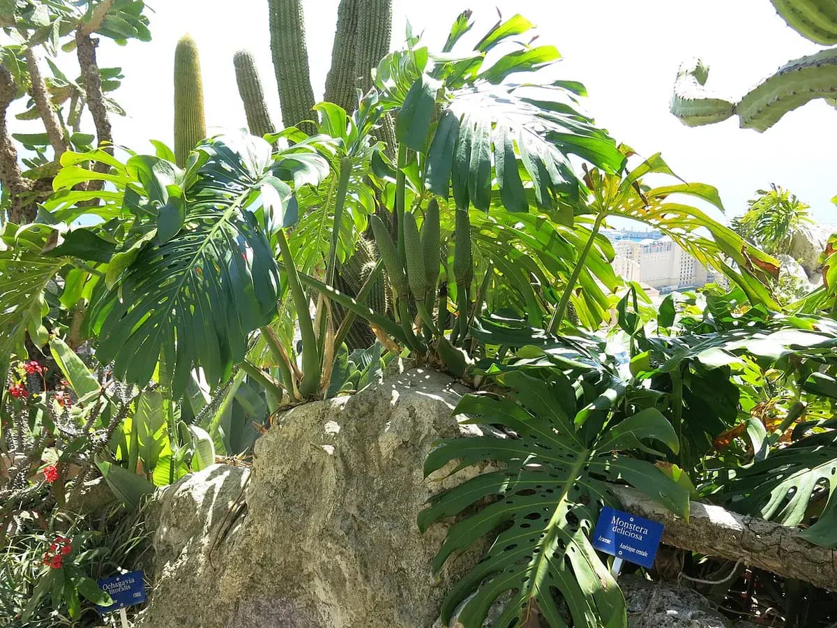 Monstera deliciosa — foto real