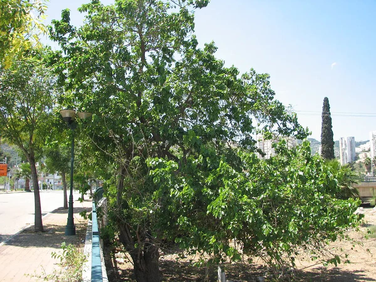 Morera blanca — foto real