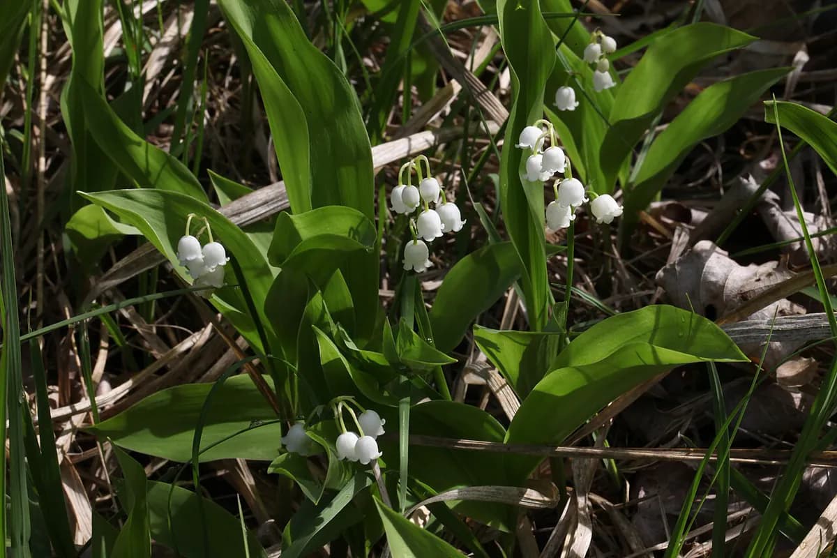 Muguet o lirio de los valles — foto real