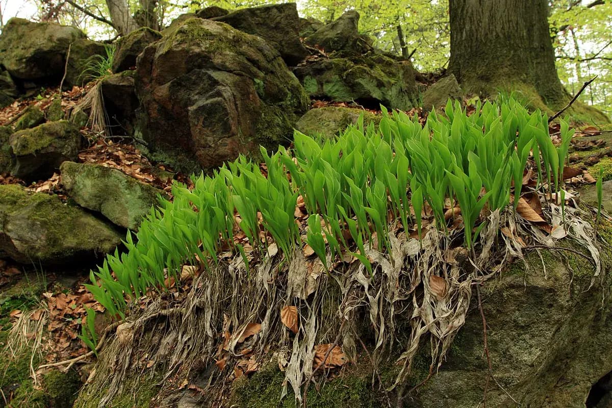 Muguet o lirio de los valles — foto real