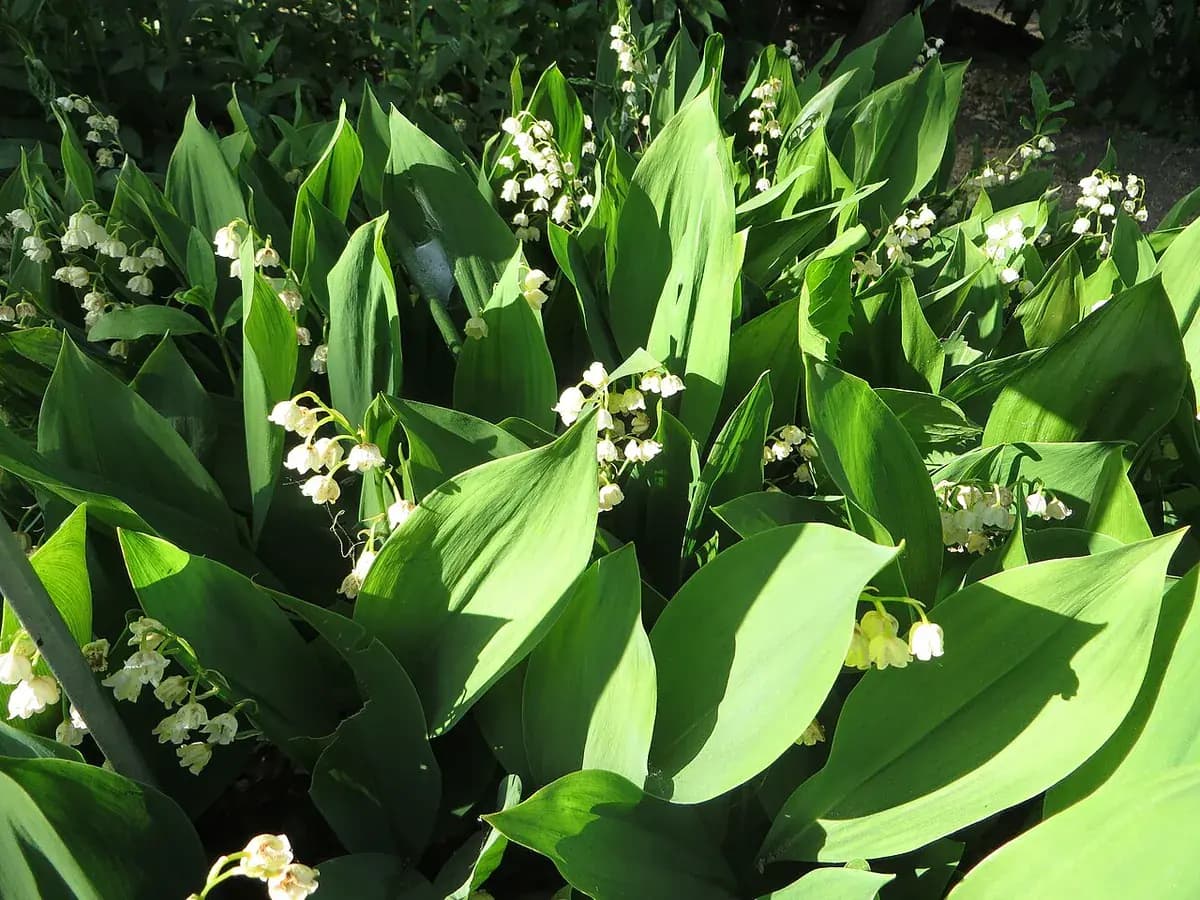 Muguet o lirio de los valles — foto real
