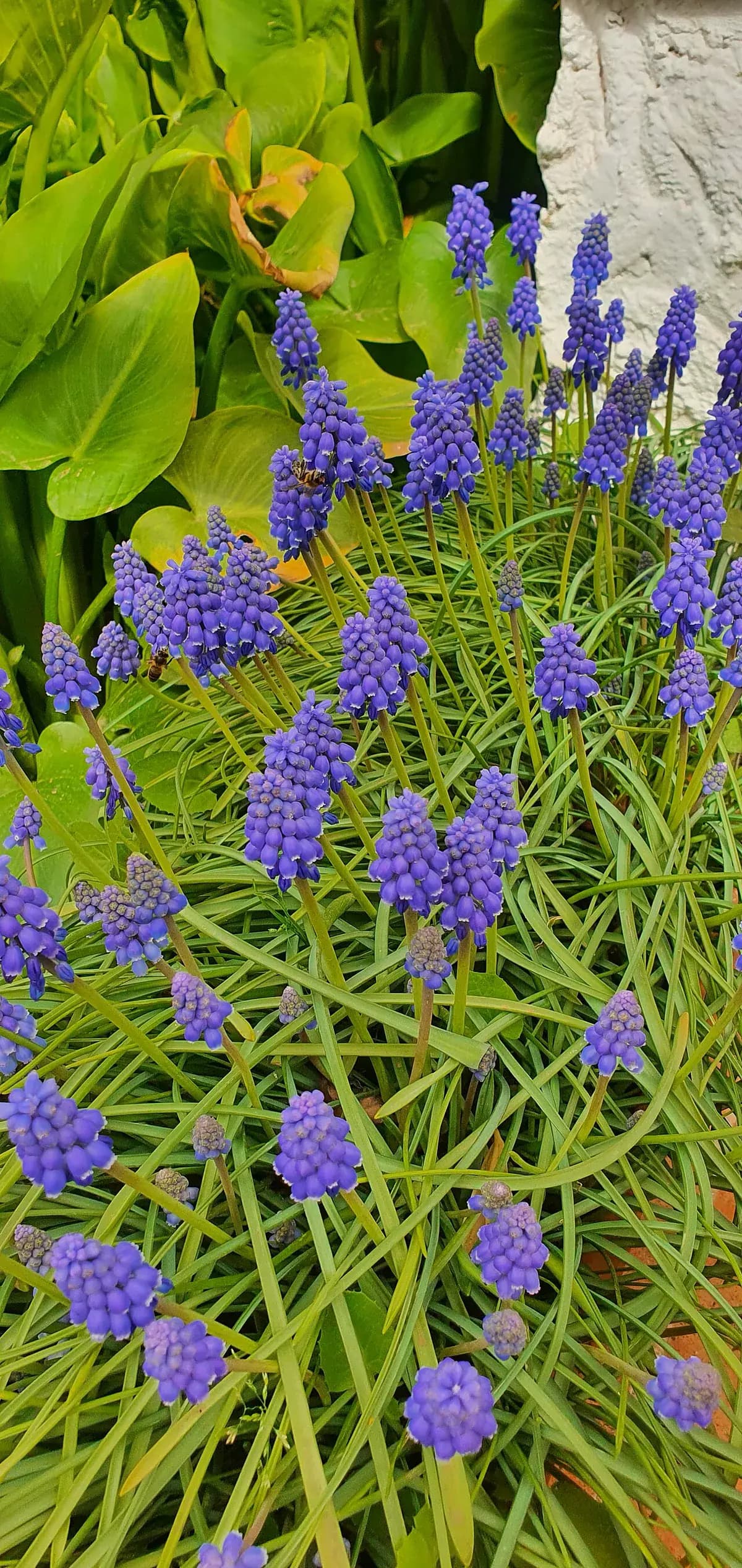 Muscari (nazareno) — foto real
