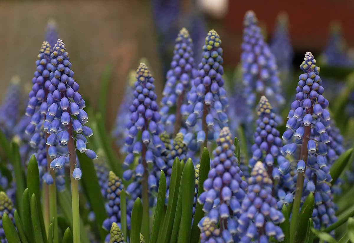 Muscari (nazareno) — foto real