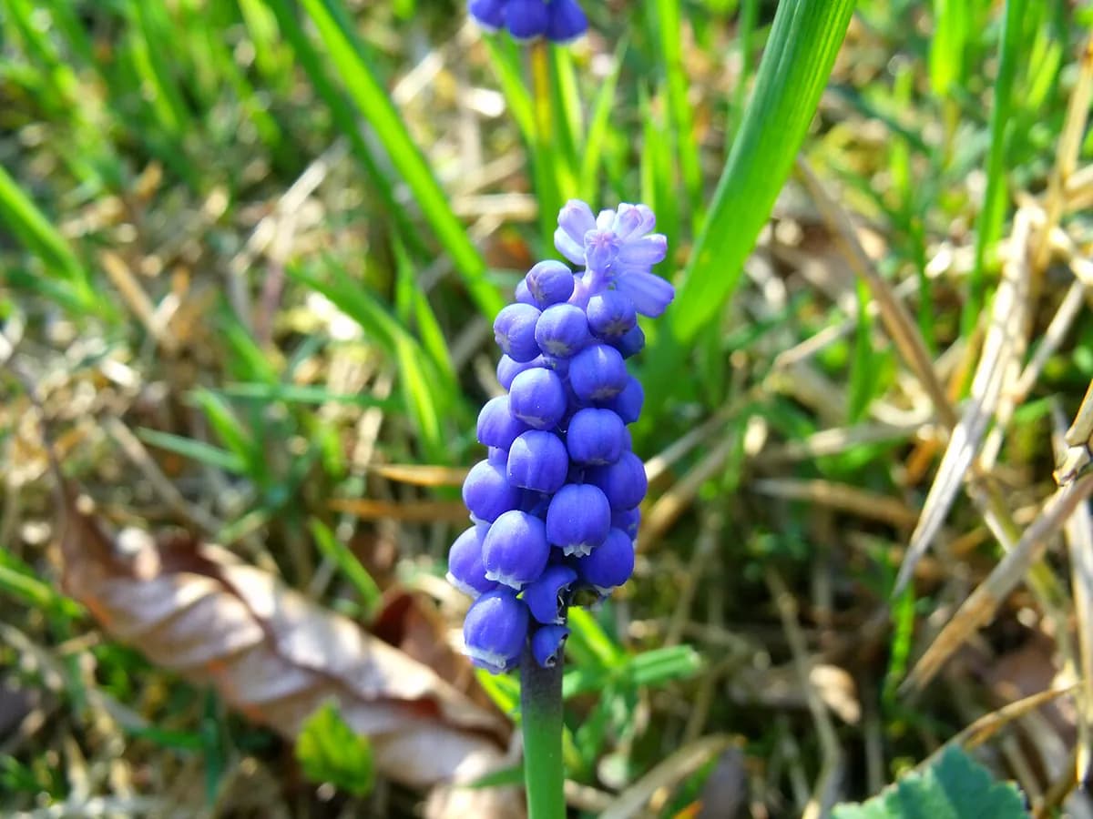 Muscari (nazareno) — foto real