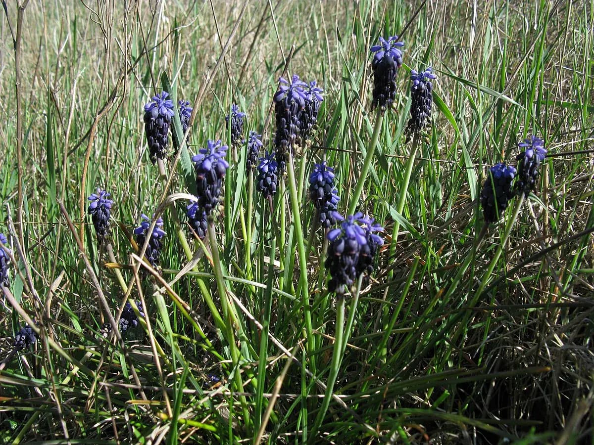 Muscari (nazareno) — foto real