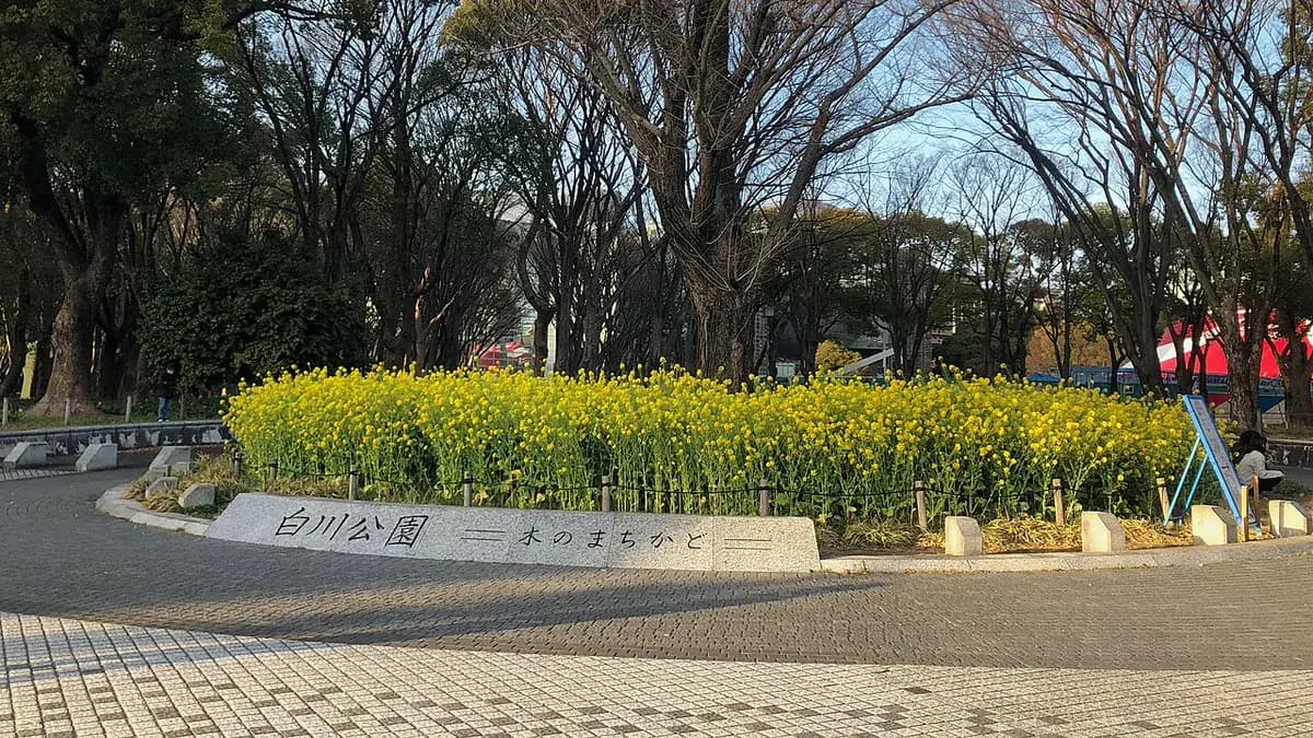 Nabo de Milán púrpura — foto real