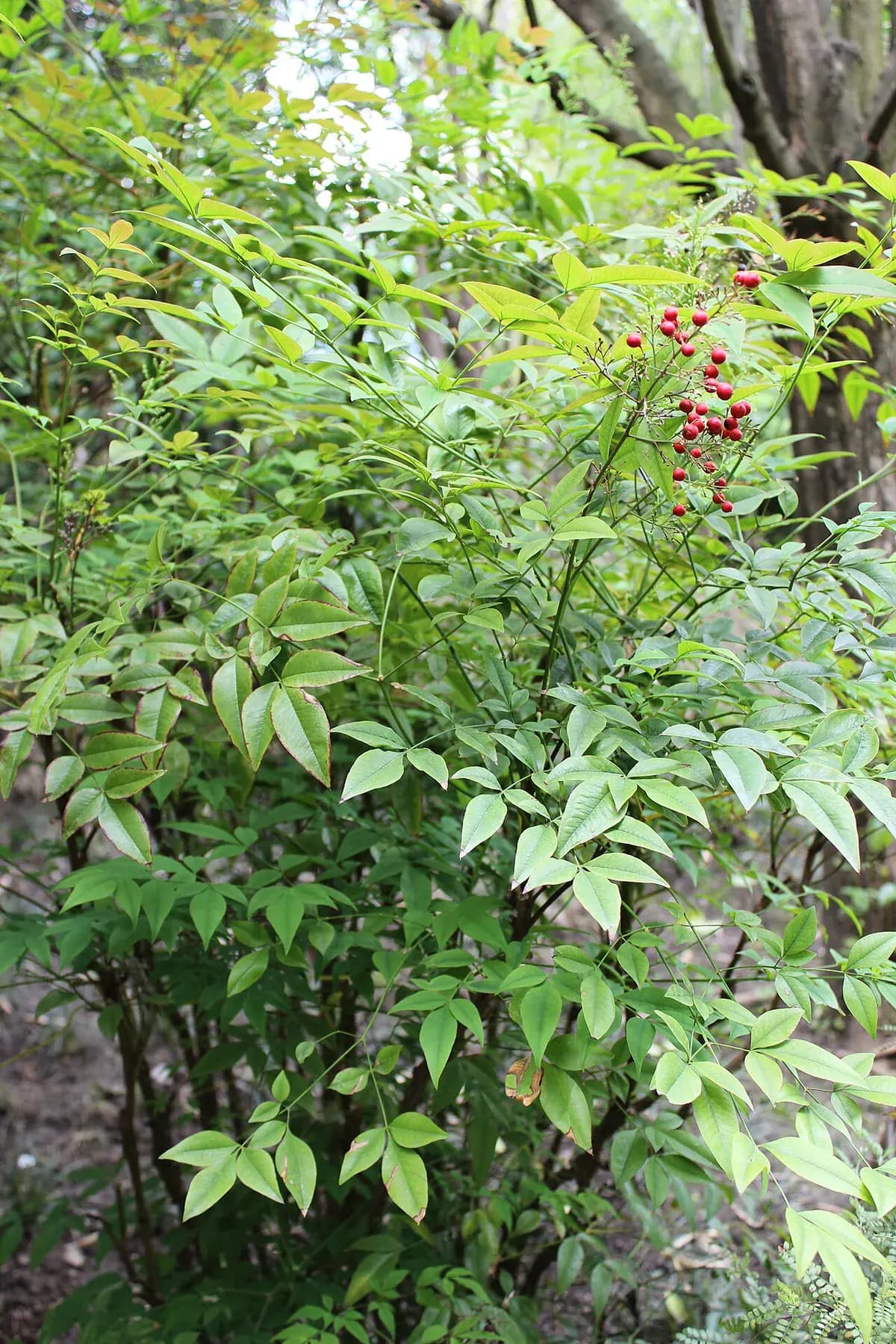 Bambú celestial (Nandina) — foto real