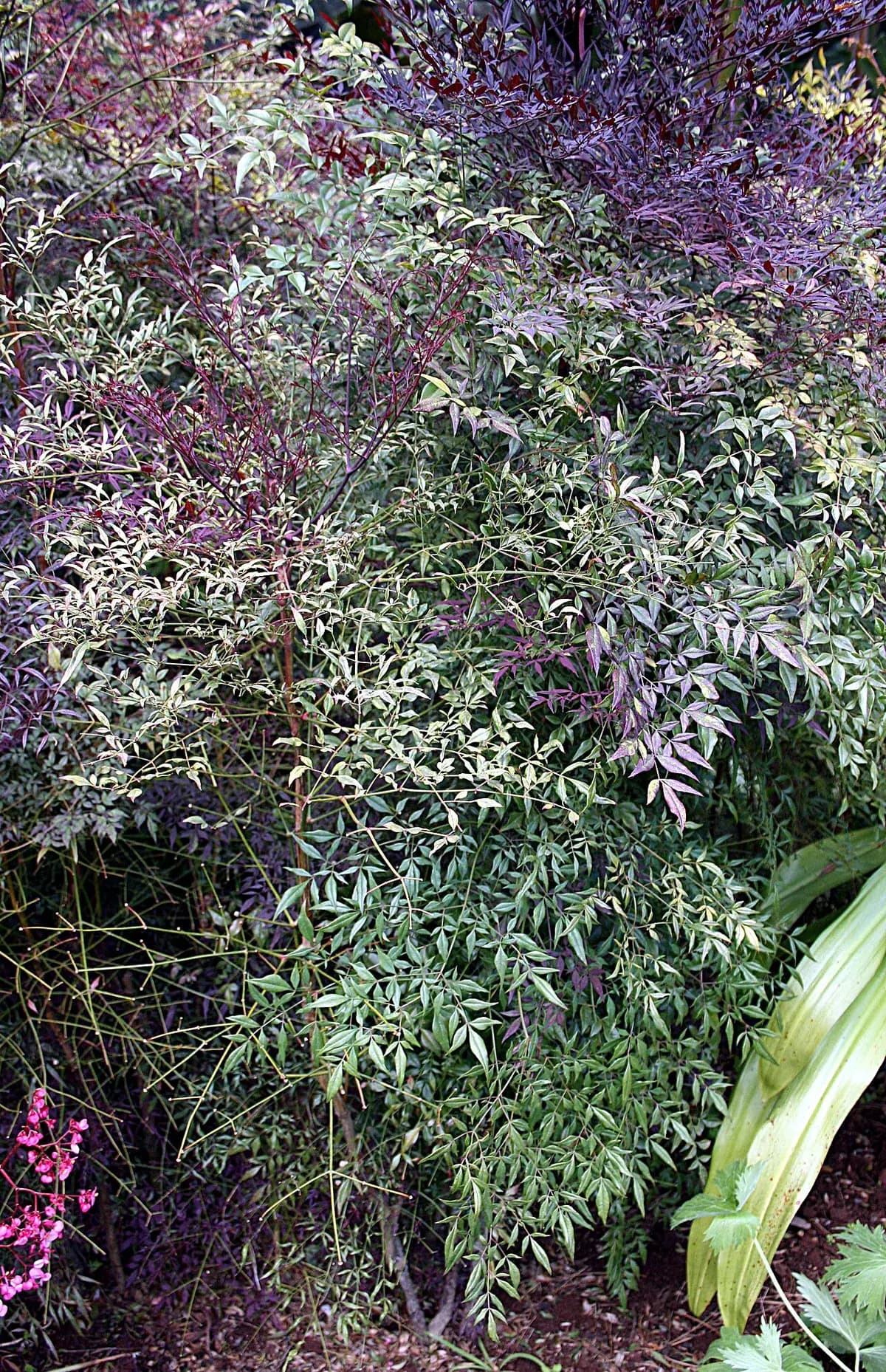 Bambú celestial (Nandina) — foto real
