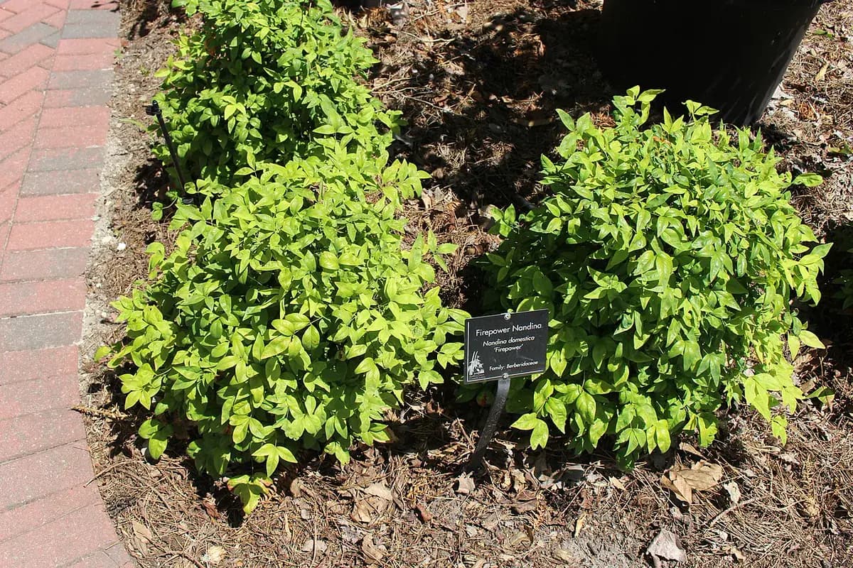 Bambú celestial (Nandina) — foto real