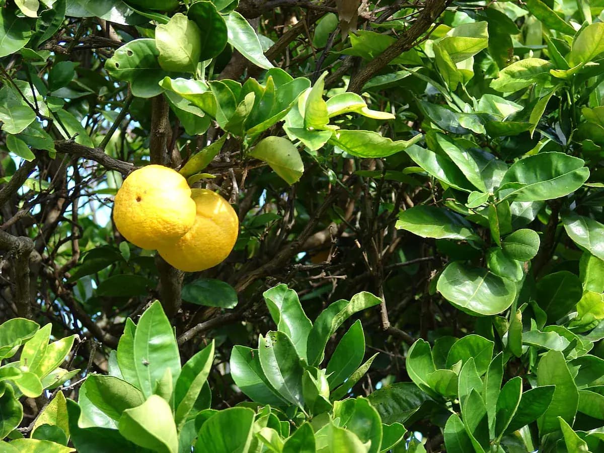 Naranjo Navelina — foto real