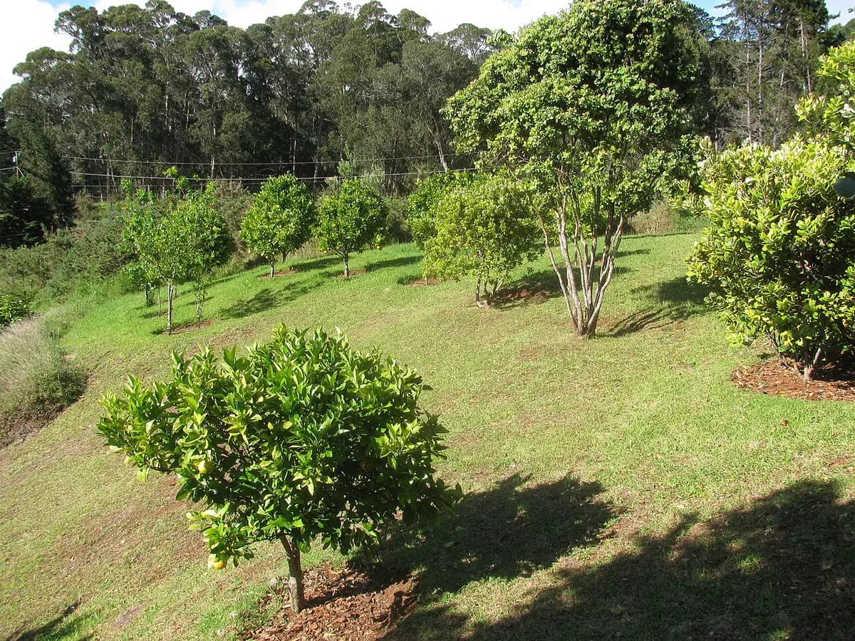 Naranjo Sanguino Taroco — foto real