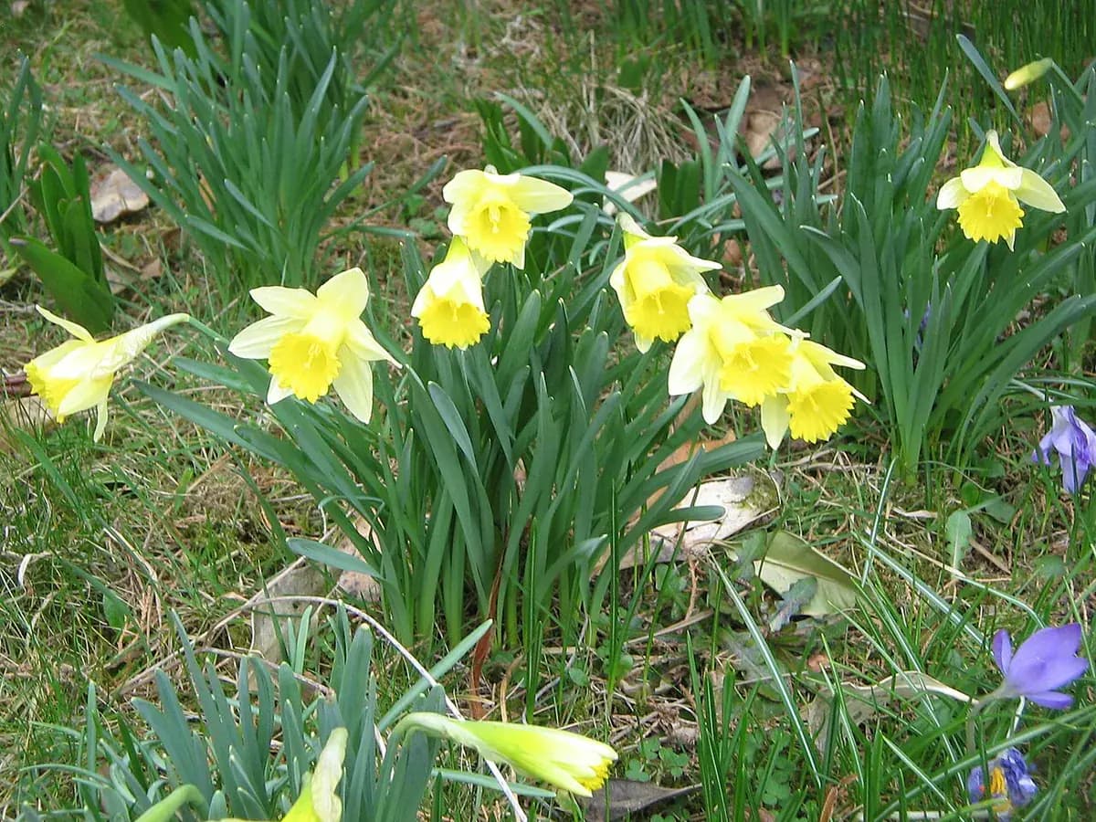 Narciso de trompeta — foto real