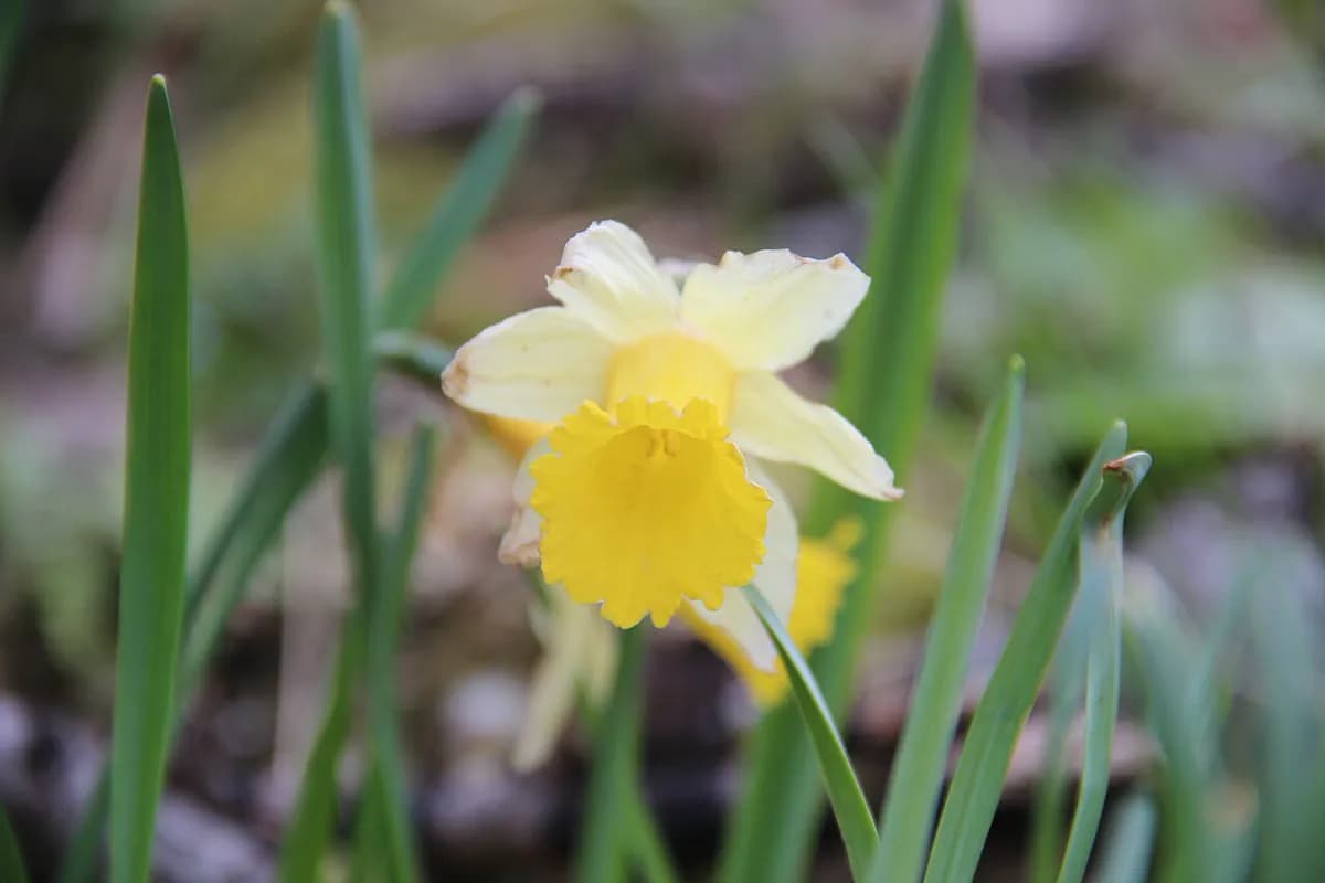 Narciso de trompeta — foto real