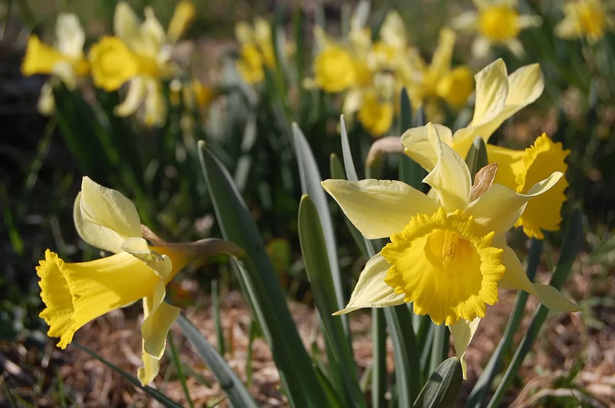 Narciso de trompeta — foto real