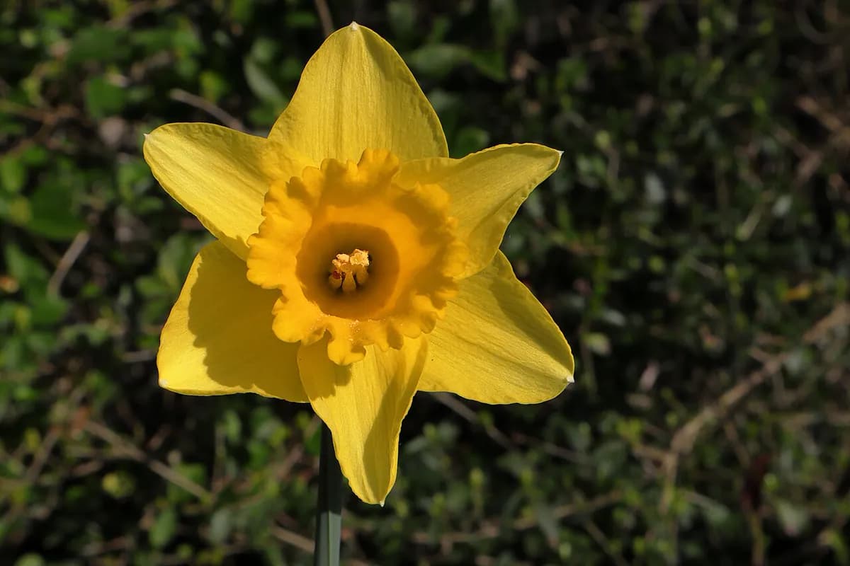 Narciso de trompeta — foto real